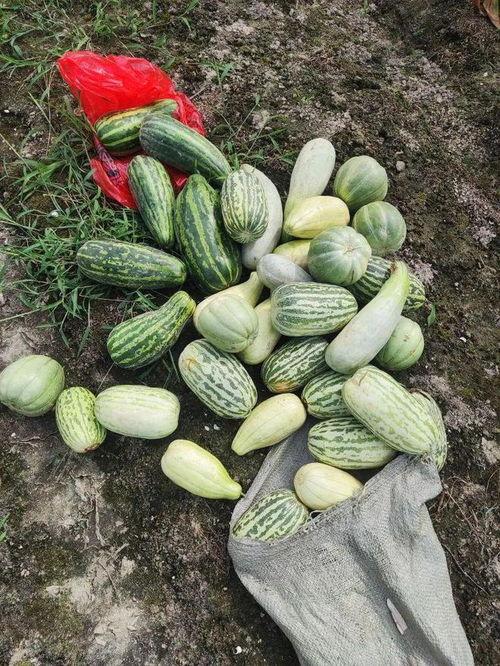 吃免费的瓜,共享甜蜜,品味生活 第3张 吃免费的瓜,共享甜蜜,品味生活 第3张